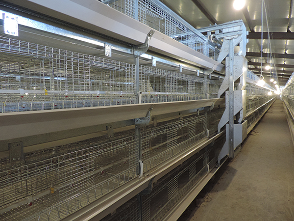 層疊式雛雞設(shè)備